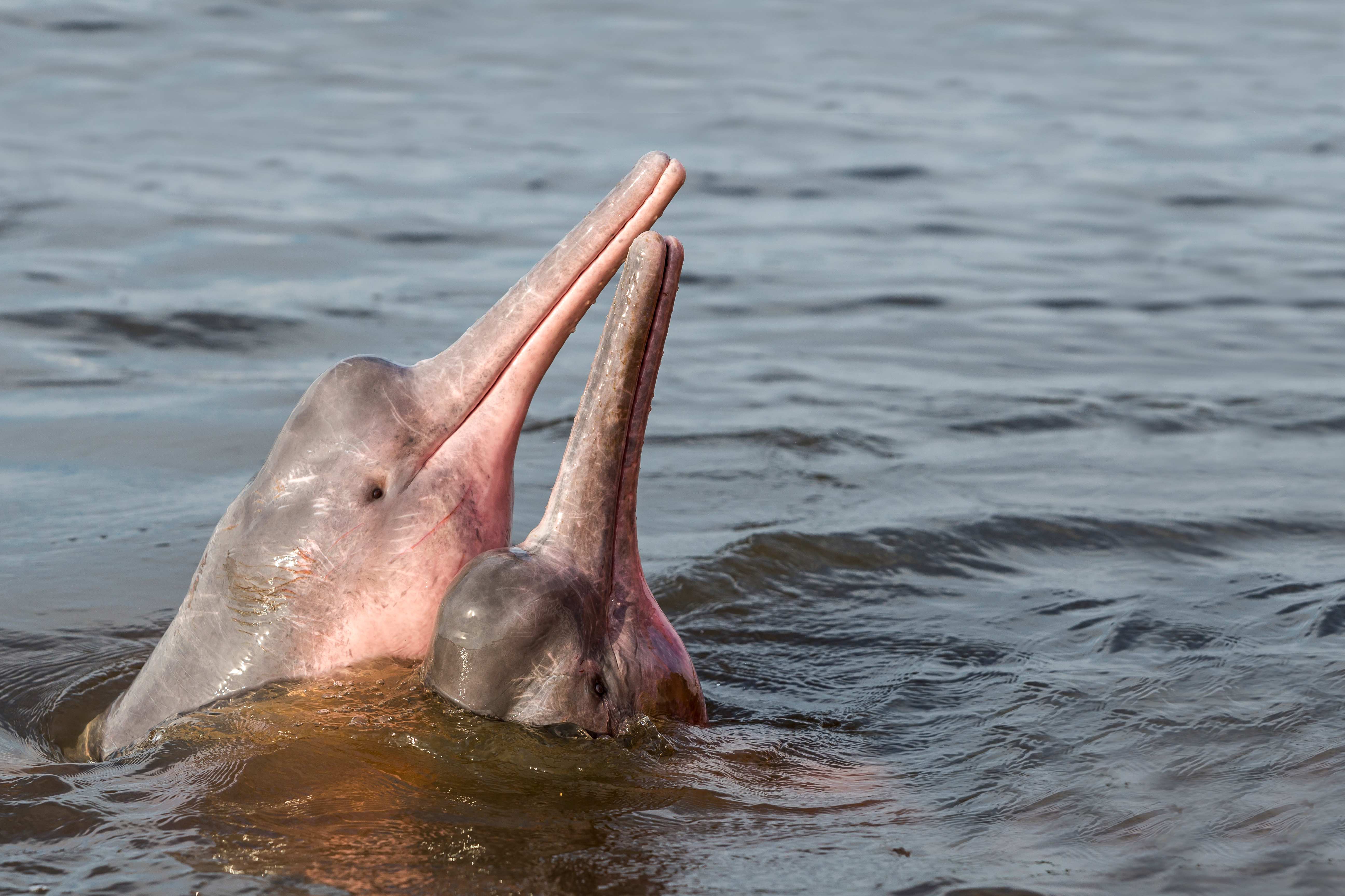 Amazon River Dolphin