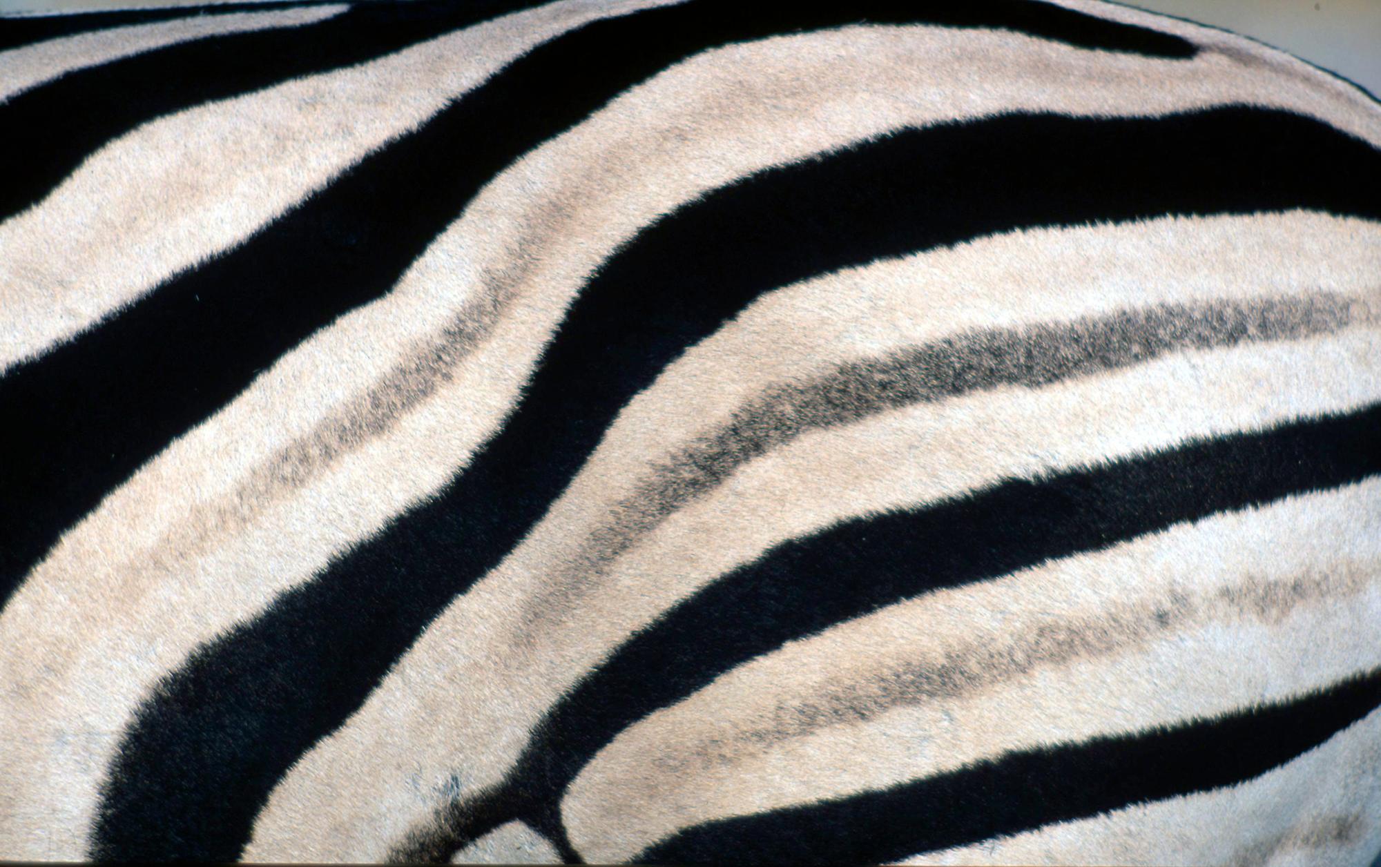Zebra stripes © Martin Harvey/WWF
