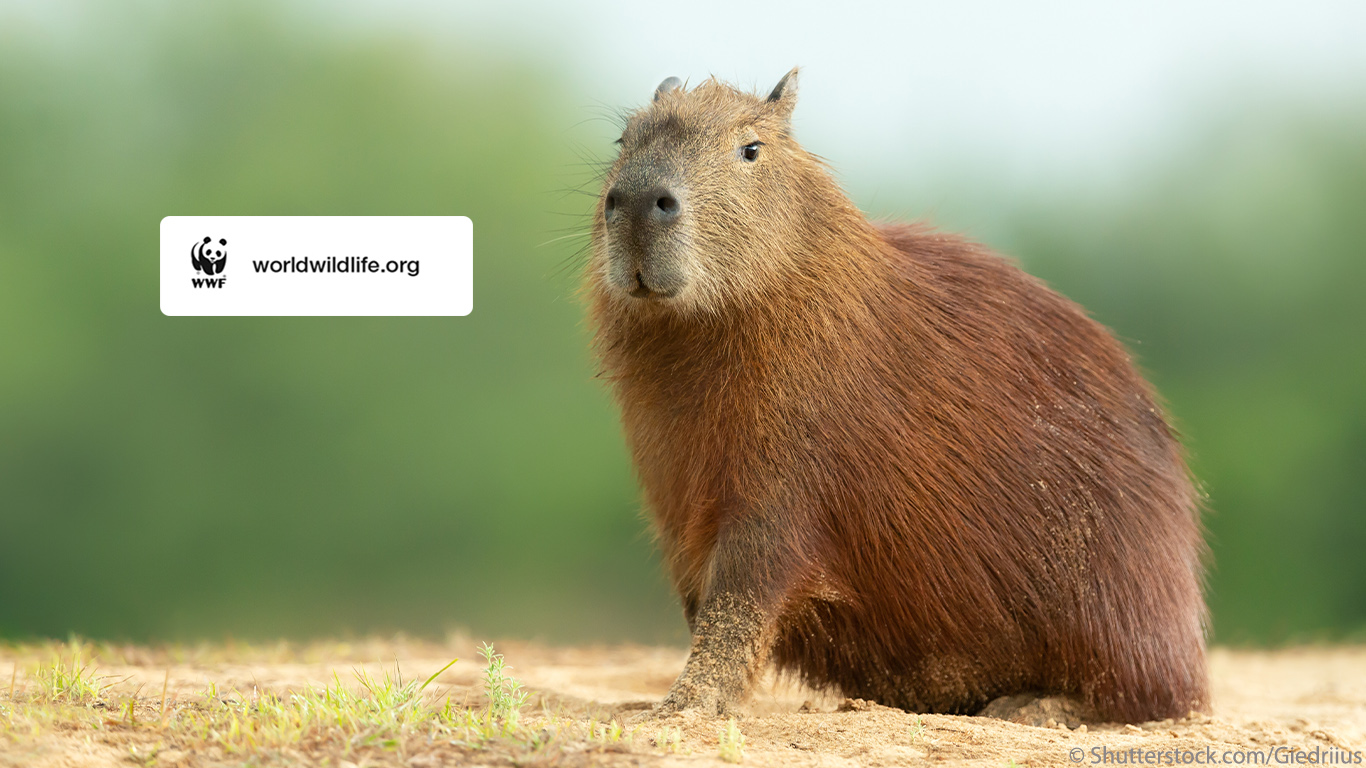 capybara 2025 wallpaper