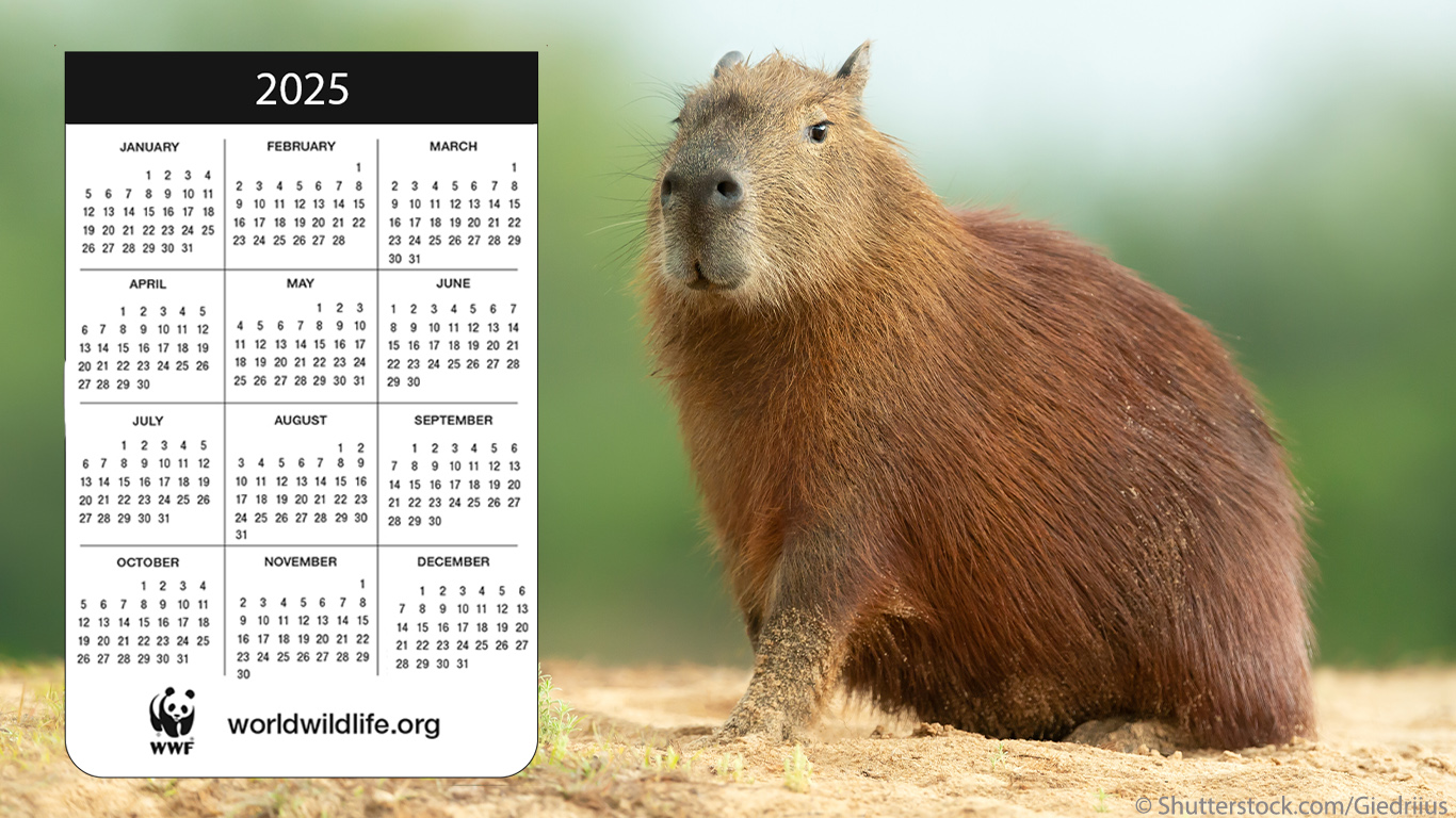 capybara 2025 calendar