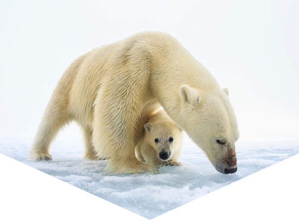 polar bear mother and cub