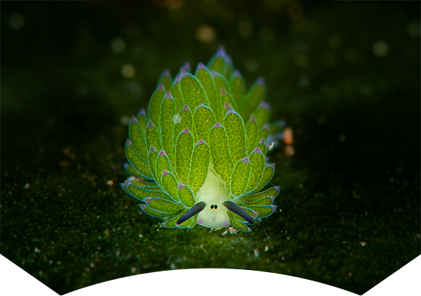 green sea slug with pink accents looks directly at camera