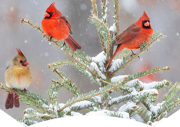 cardinals in snow