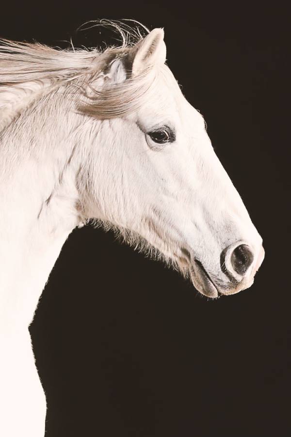 Nature: Equus the Story of the Horse