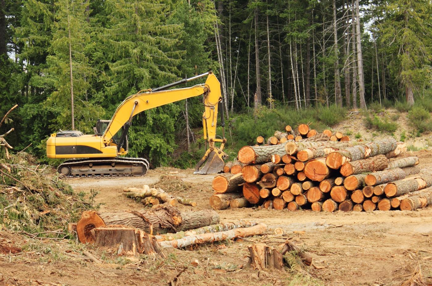 Deforestation - Biomass