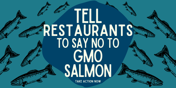 GMO Salmon 2