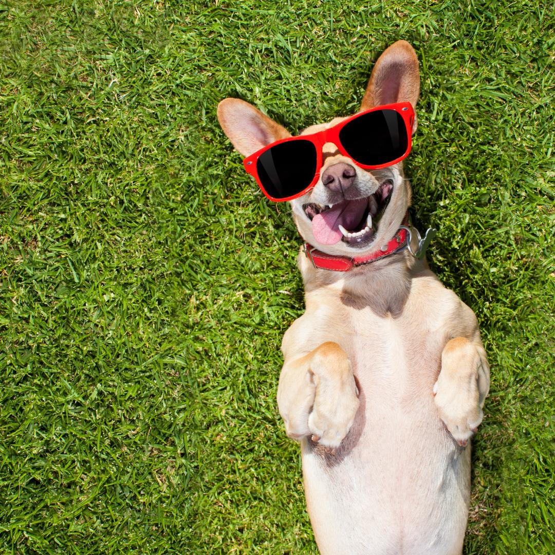 Cute Puppy Smiling