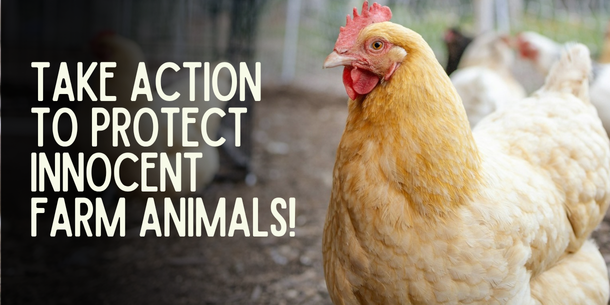 Protect innocent farm animals!