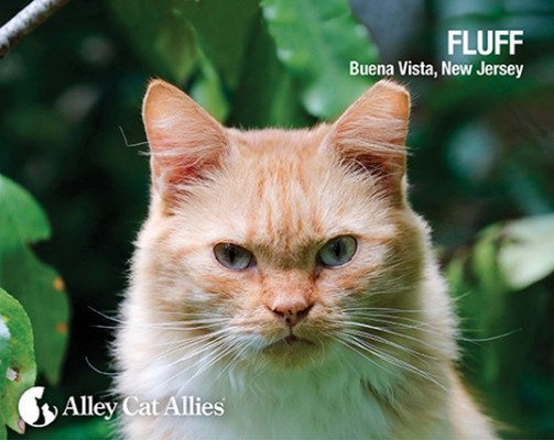 Fluff
