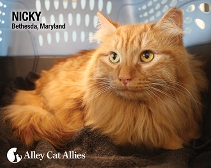 Nicky