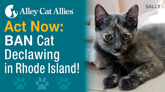 Act Now: BAN Cat Declawing in Rhode Island