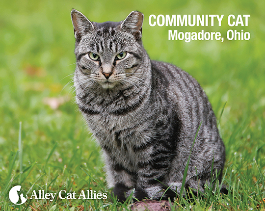 Community Cat