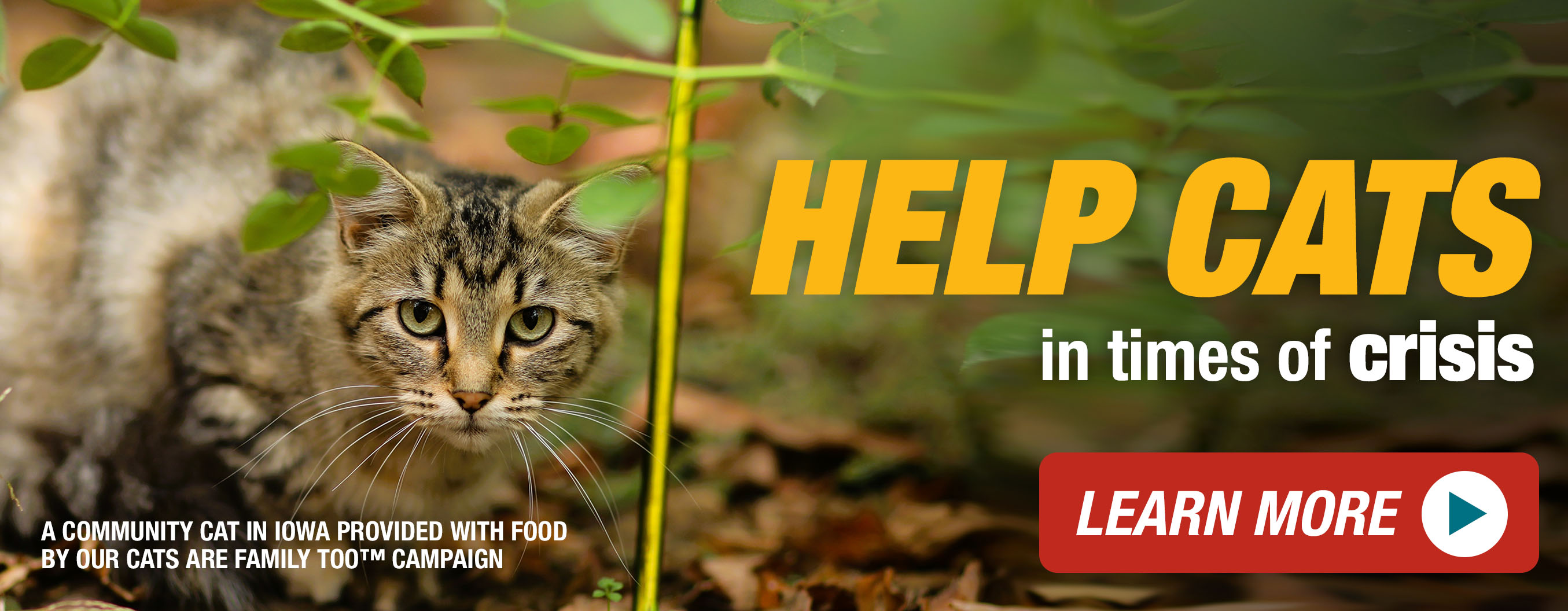 Help cats in times of crisis