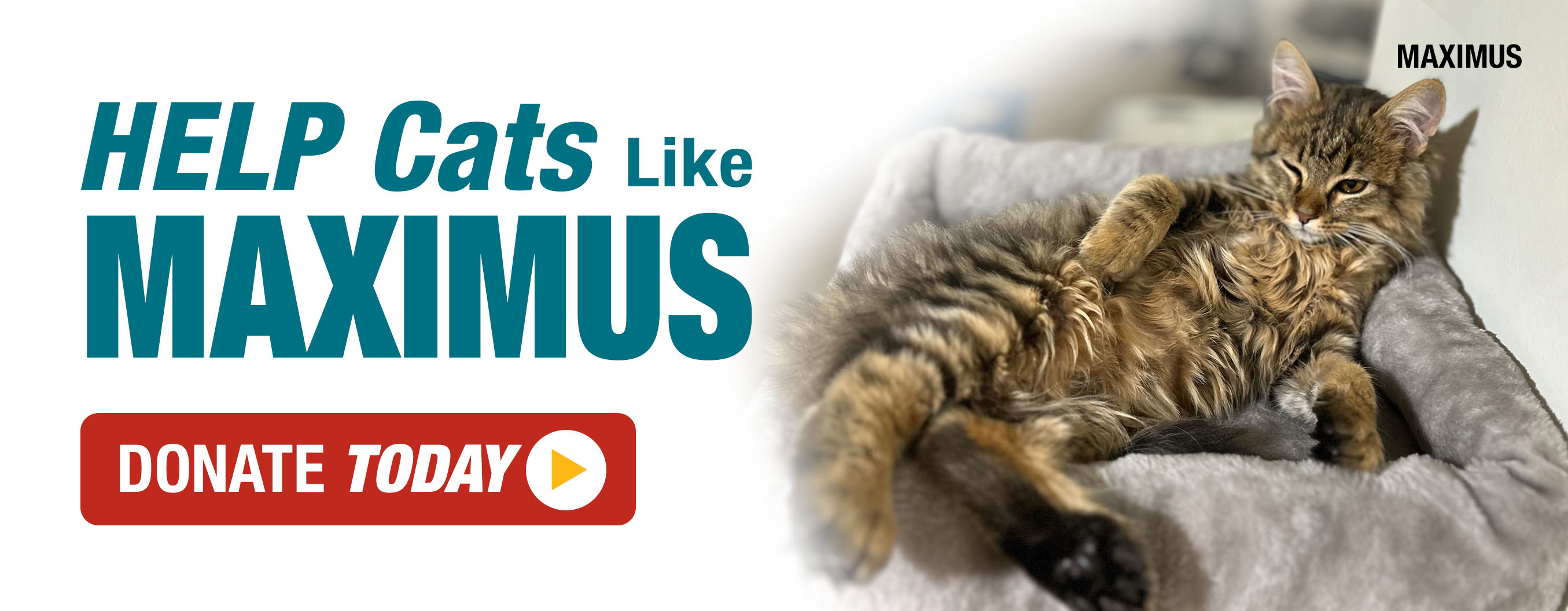Help cats like Maximus