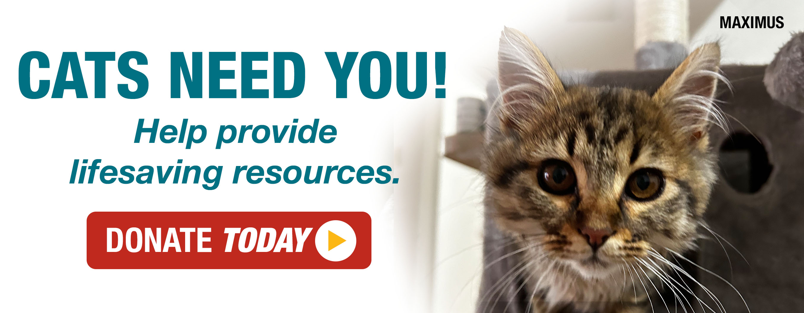 Cats need you! Help provide lifesaving resources. Donate today.