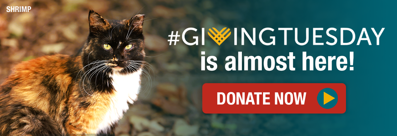 Giving Tuesday is almost here! 