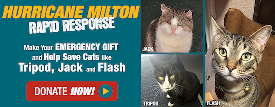 Hurricane Milton rapid response