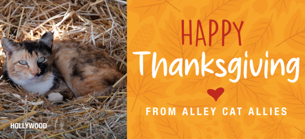 Happy Thanksgiving from Alley Cat Allies