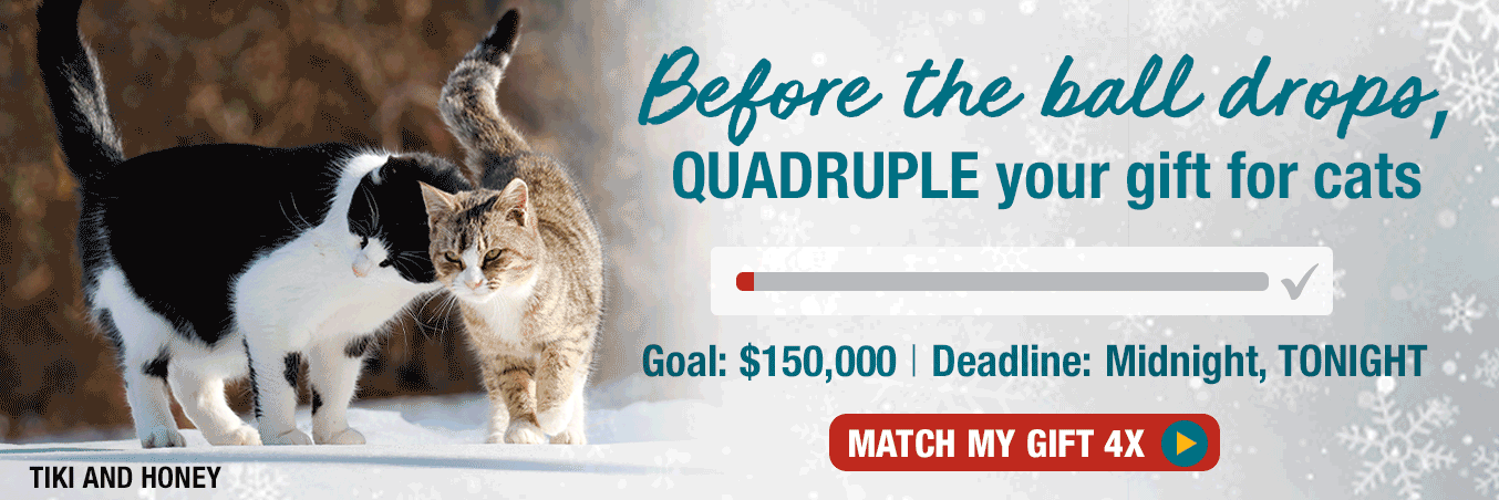 Before the ball drops, QUADRUPLE your gift for cats. Goal: $150,000 Deadline: December 31