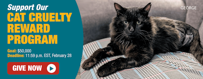 Support our Cat Cruelty Reward Program