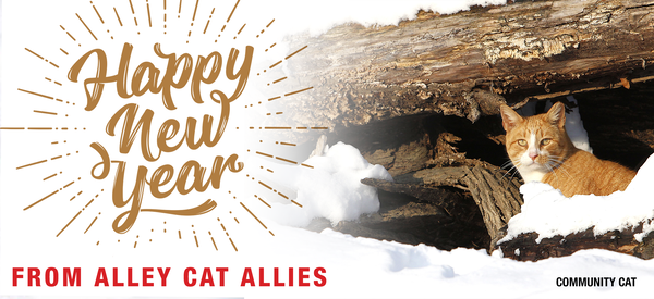 Happy New Year From Alley Cat Allies
