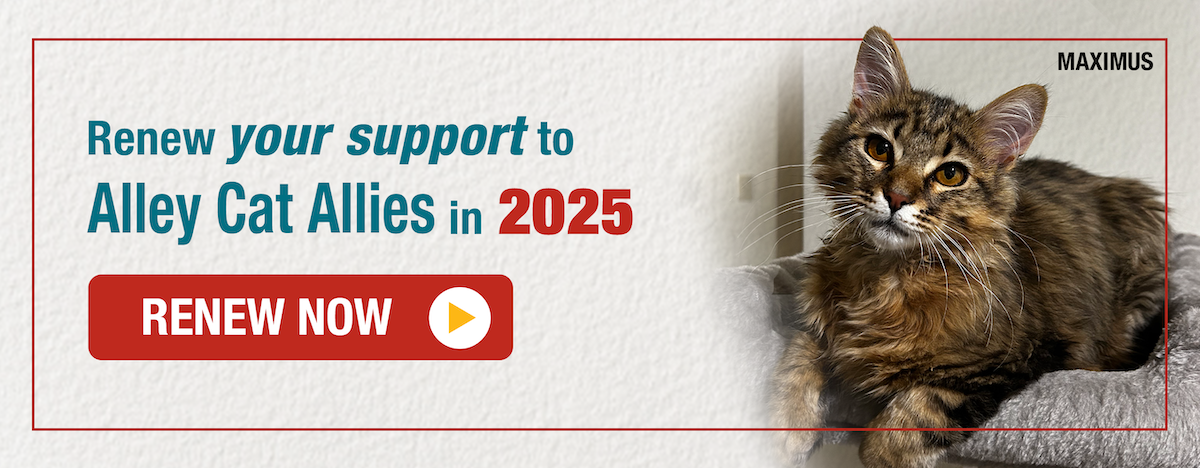 Renew your support to Alley Cat Allies in 2025