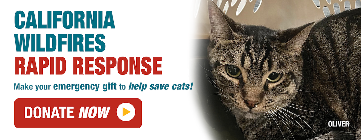 California wildfires rapid response: make your emergency gift to help save cats! Donate now.
