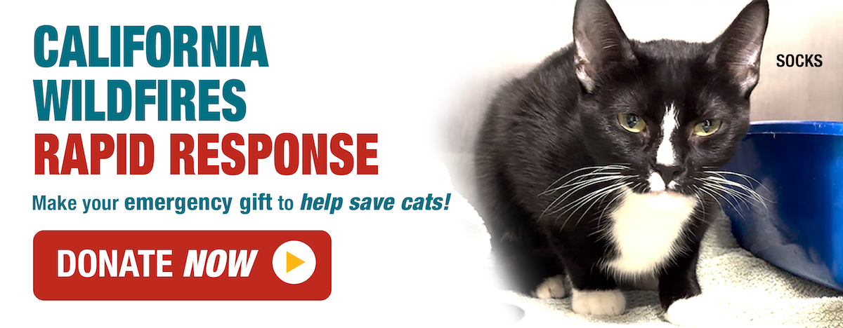 California wildfire rapid response: make your emergency gift to help save cats! Donate now.