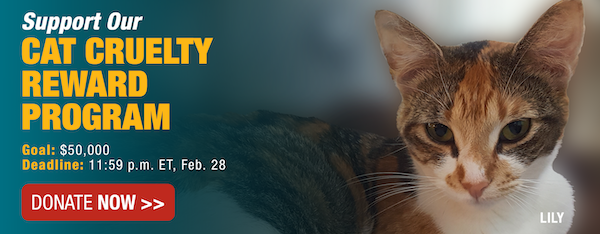 Support our Cat Cruelty Reward Program