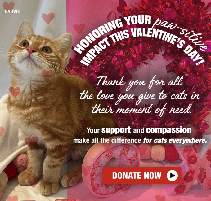 Honoring Your Paw-sitive Impact This Valentines Day