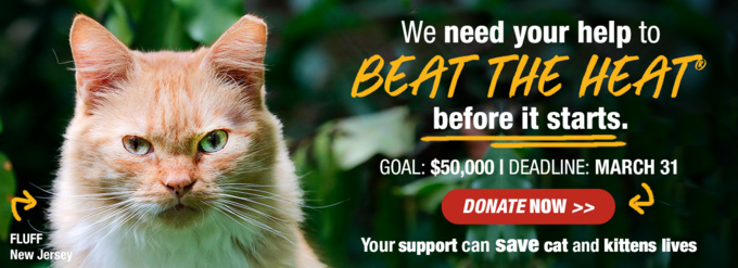 Support our Cat Cruelty Reward Program
