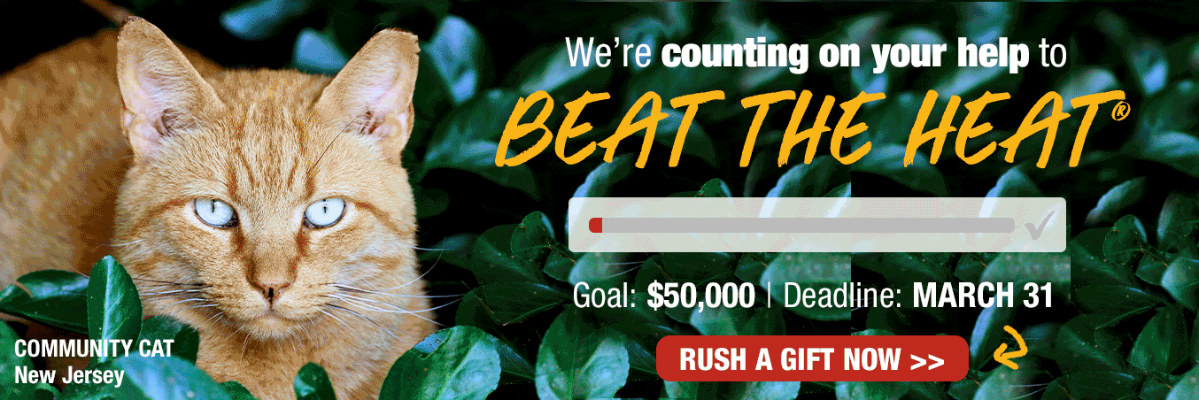 Support our Cat Cruelty Reward Program