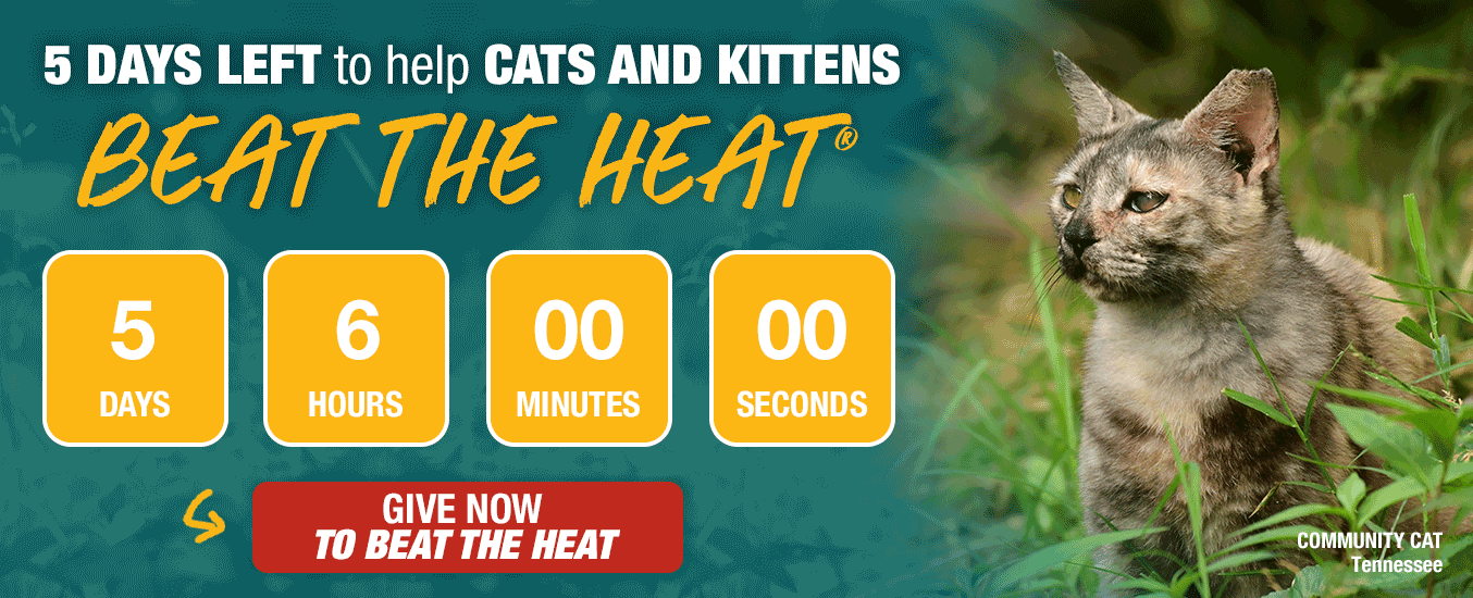 5 day left to help Cats and Kittens Beat the Heat