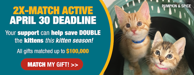 Your support can help save DOUBLE the kittens like Pumpkin and Spice.