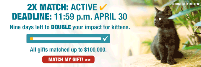 2X MATCH: ACTIVE✓  | DEADLINE: 11:59 p.m. APRIL 30  Nine days left to DOUBLE your impact for new kittens in need!  All gifts matched up to $100,000. [MATCH MY GIFT!]