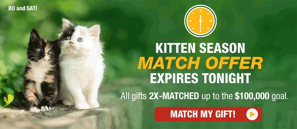 KITTEN SEASON MATCH OFFER EXPIRES TONIGHT:
