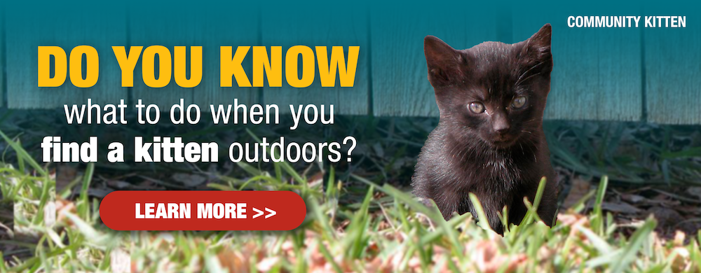 Do you know what to do when you find a kitten outdoors? Learn more >> 