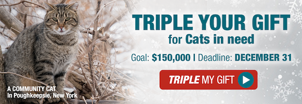 Triple your gift for cats in need. Goal: $150,000 Deadline: December 31