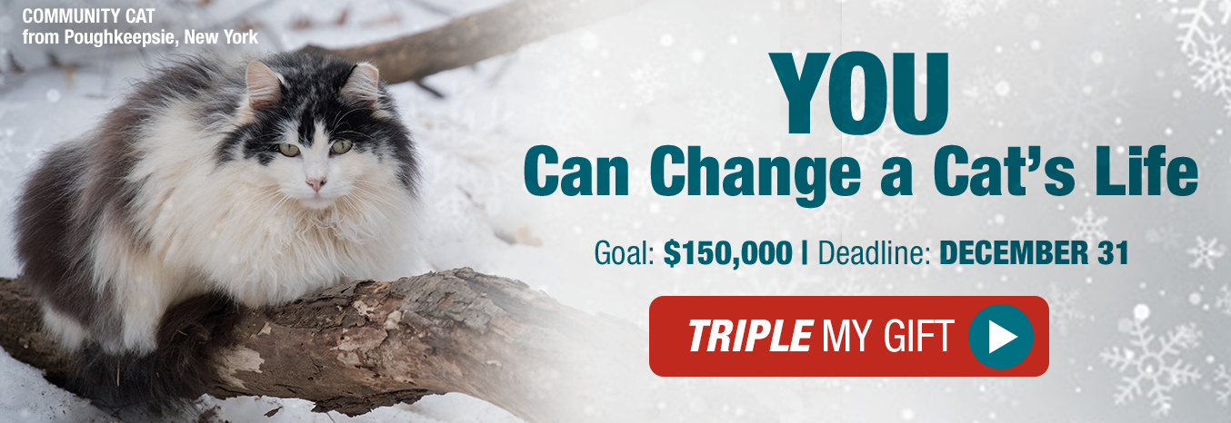 You can change a cat's life. Goal: $150,000 Deadline: December 31