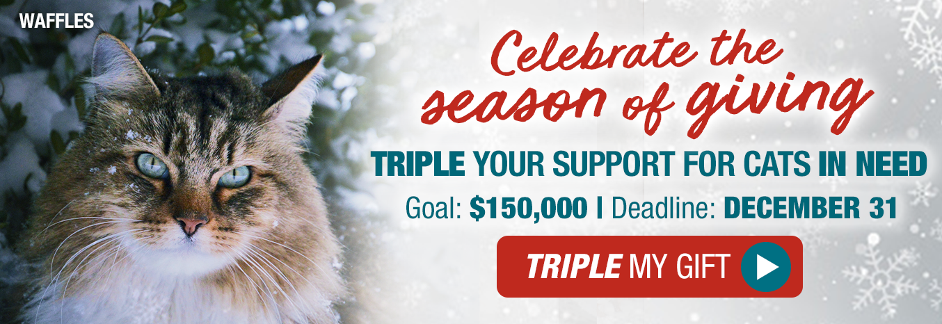Celebrate the season of giving. Triple your support for cats in need. Goal: $150,000. Deadline: December 31.