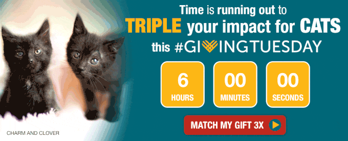 Time is running out to triple your impact for cats