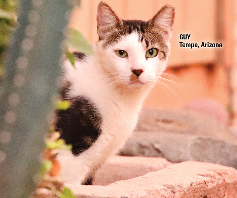 Global Cat Day® + National Feral Cat Day® are October 16