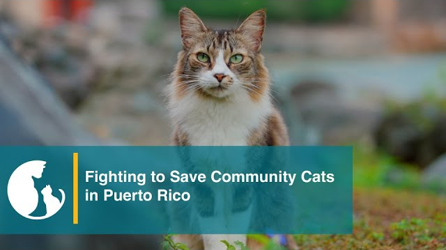 Puerto Rico Cats