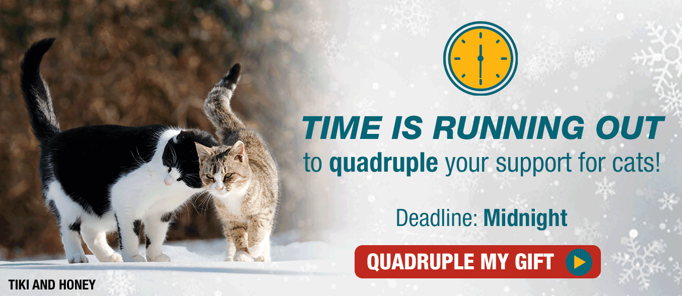 Time is running out to quadruple your support for cats. Deadline: Midnight