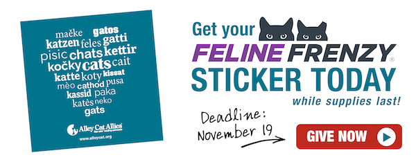 Get your Feline Frenzy sticker today! 