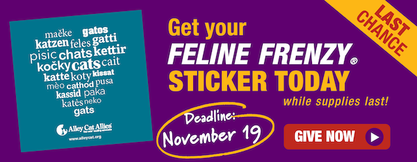 Get your Feline Frenzy sticker today!