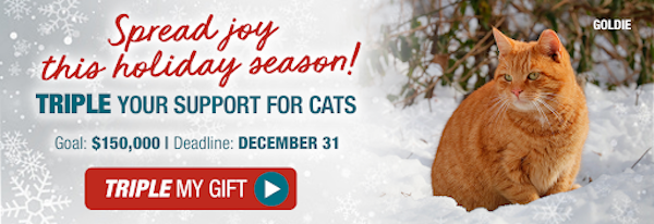 Triple your gift for cats in need. Goal: $150,000 Deadline: December 31