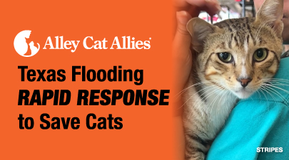 Texas Flooding RAPID RESPONSE to Save Cats