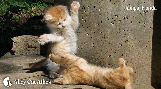 Kittens