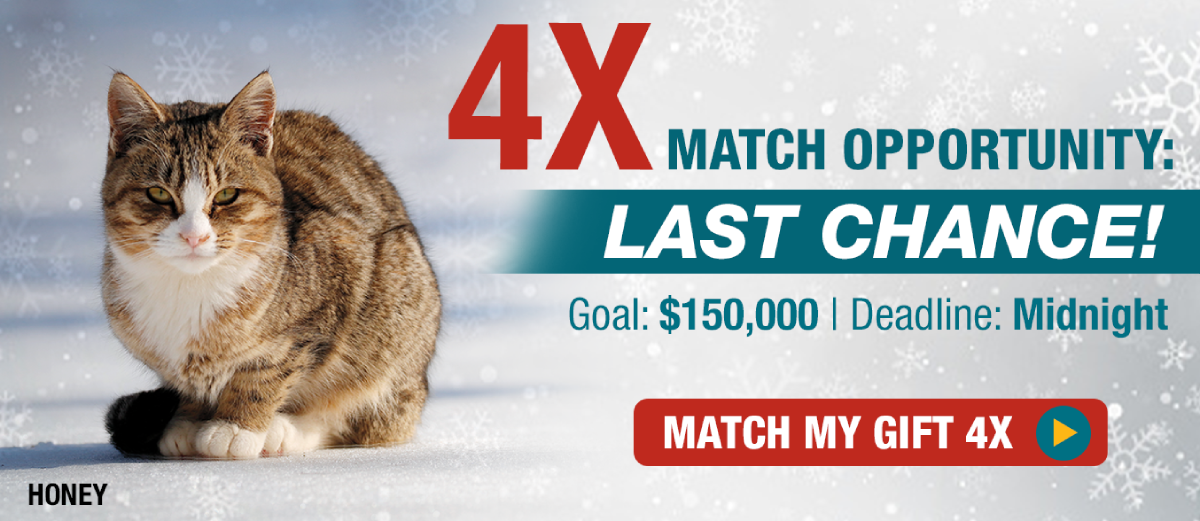 4X Match Opportunity: Last chance! Goal: $150,000 Deadline: December 31